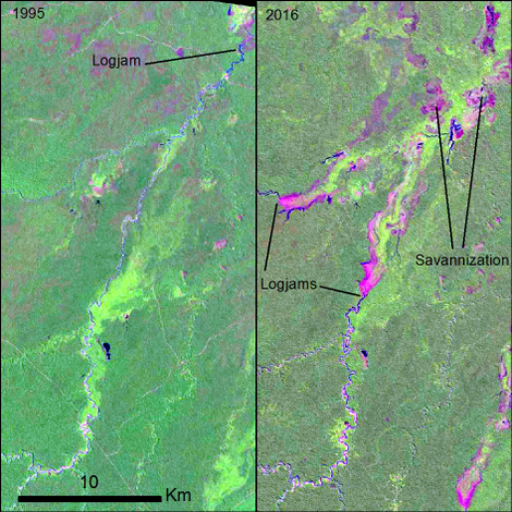 Evolution of the Cuberene River over time as successive logjams caused downstream flooding and converted forest to savannah. Image: Lombardo 2017